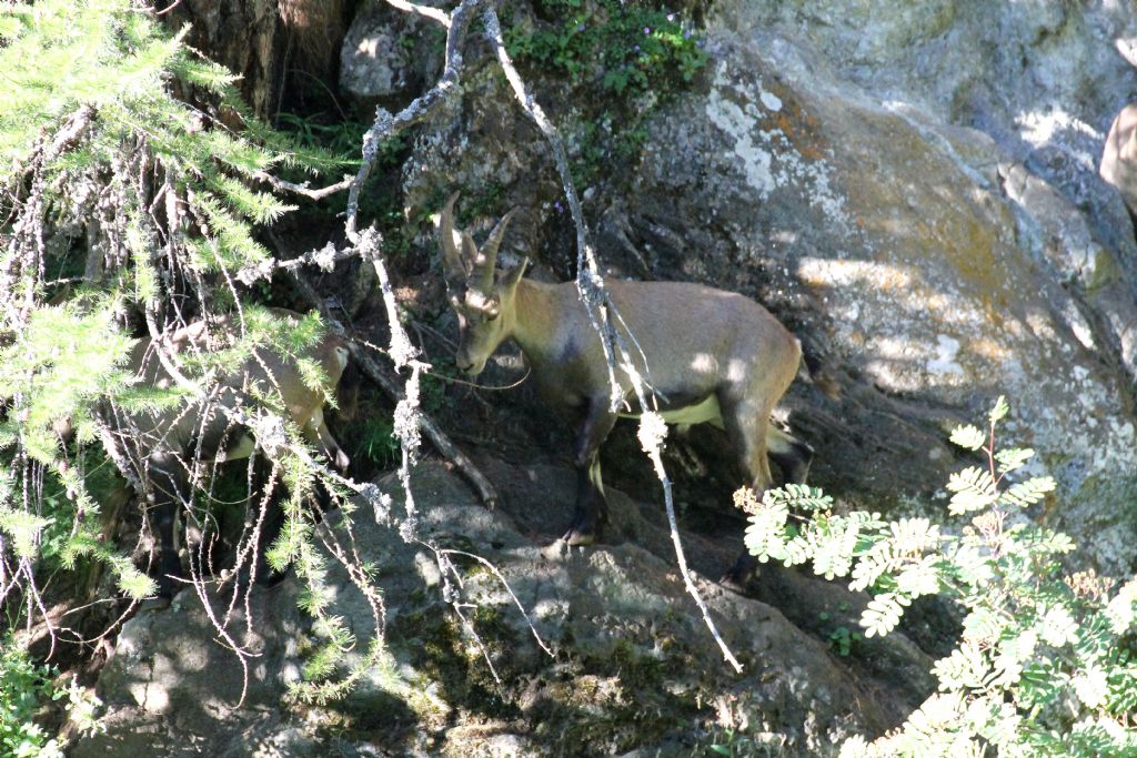 Capra ibex (AO)